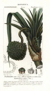 Pandanus utilis da Unbekannter Künstler