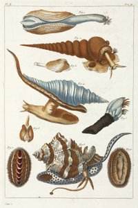 Creature marine da Unbekannt