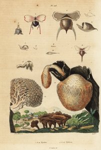 Lumache di mare, Diacavolinia limbata e Diacria trispinosa, e funghi Hydnum, fungo riccio, Hydnum repandum, fungo corallo, Hericium coralloides, ecc. da Unbekannt