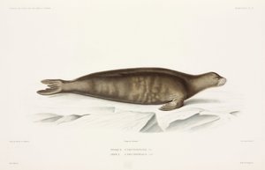 Foca