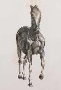 Secondo strato dissezionato di un cavallo, vista frontale da Unbekannt