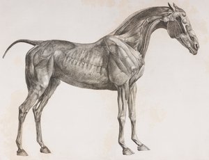Secondo strato sezionato di un cavallo, vista laterale
