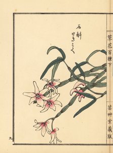 Sekkoku, dendrobium di Mohl o orchidea di pietra giapponese, Dendrobium moniliforme. Incisione a mano colorata su blocco di legno di Kono Bairei dal libro Kusa Bana Hyakushu (Cento varietà di fiori), Tokyo, Yamada da Unbekannter Künstler