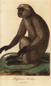 Semnopithecus entellus - Langur grigio o langur di Hanuman