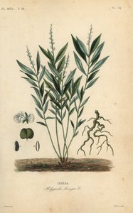 Radice di serpente di Seneca o radice di serpente a sonagli, Polygala senega da Unbekannt