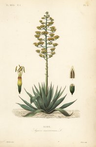 Agave americana da Unbekannt