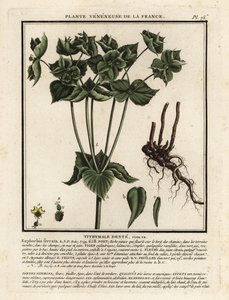 Euforbia dentata, Euphorbia serrata da Unbekannter Künstler