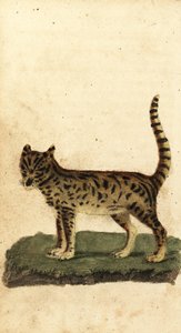 Serval, Leptailurus serval (incisione)