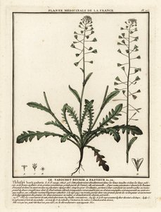 Capsella bursa-pastoris da Unbekannter Künstler