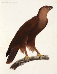 Aquila stridula, Egitto da Unbekannter Künstler