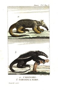 Formichiere setoso o formichiere pigmeo (Fourmilier) (cagouare di Azara), Cyclopes didactylus, e tamandua nero da Unbekannter Künstler