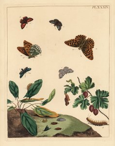 Farfalla fritillaria argentata, Argynnis paphia, falena foresta, Adscita statices, L. o falena uva spina, Halia vauaria, piccola farfalla rame, Lycaena phlaeas, skipper scuro, Erynnis tages, e cespuglio di uva spina, Ribes grossularia da Unbekannter Künstler