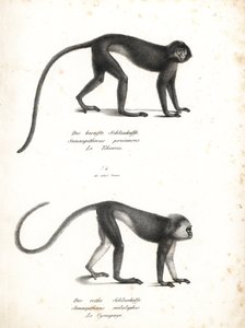 Lutung argentato, Trachypithecus cristatus (Semnopithecus pruinosus) e surili di Sumatra, Presbytis melalophos (Semnopithecus melalophos) in pericolo. Litografia di Karl Joseph Brodtmann da Storia naturale illustrata degli animali di Heinrich Rudolf Schinz