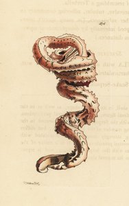 Conchiglia di verme fessurato, Tenagodus anguinus (Serpula muricata). Illustrazione disegnata e incisa da Richard Polydore Nodder. Incisione a mano colorata da George Shaw e Frederick Nodder