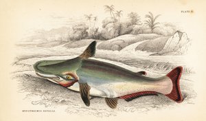 Pesce gatto Slopehead (incisione)