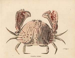 Granchio scatola liscio o macchiato di rosso, Calappa calappa (Calappa lophos). Incisione su acciaio colorata a mano di A. Scipp dalla 