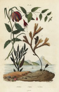 Fritillaria meleagris 1, fucsia colibrì, Fuchsia magellanica 2, alga dentata, Fucus serratus 3 e Fucus siliqueux 4