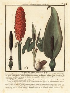 Arum maculatum