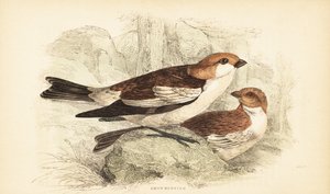 Fringuello delle nevi, Plectrophenax nivalis.1889 (incisione)