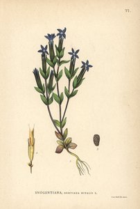 Genziana delle nevi, Gentiana nivalis da Unbekannter Künstler