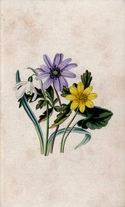 Bucaneve, anemone blu e piccola celidonia. Litografia di Louisa Anne Twamley in 