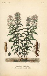 Saponaria da Unbekannt