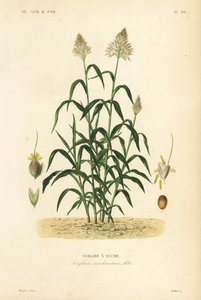 Sorgo, Sorghum bicolor da Unbekannt