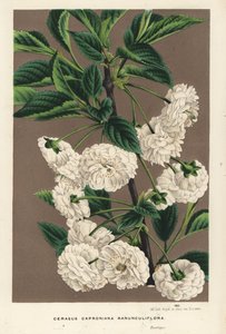 Ciliegio acido, Prunus cerasus (caproniana ranunculiflora). Litografia a mano colorata da Flowers of the Gardens and Hothouses of Europe di Louis van Houtte e Charles Lemaire, Flore des Serres et des Jardins de l