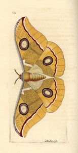 Antheraea paphia (Phalaena paphia) da Unbekannter Künstler
