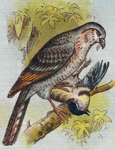 Passero. Incisione in "Alphabet de ma petite fille". Bernardin-Bechet e Fils, librai-editori, Parigi, circa 1895. Album infrangibile su tela. Bibliotheque des Bebes. 12 pagine. Album contenente un metodo di lettura e un abecedario illustrativo da Unbekannt