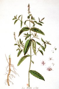 Menta piperita da Unbekannter Künstler