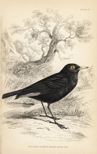 Tiranno dagli occhiali, Hymenops perspicillatus da Unbekannter Künstler
