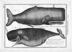 Capodogli in "Painting Encyclopedique et Methodique des trois Regnes de la Nature" di Pierre Joseph Bonnaterre (1762-1804). Parigi 1784