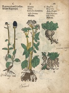 Phyteuma spicatum, Sium sisarum e Brassica rapa. Incisione su legno colorata a mano da un