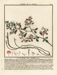 Ononide spinosa, La bugrane des champs, Ononis spinosa da Unbekannter Künstler