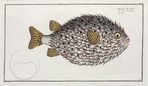 Pesce porcospino a macchie