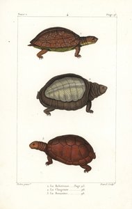 Tartaruga maculata, Rhinoclemmys punctularia, tartaruga indiana, Lyssemys punctata, e tartaruga elmetto nordafricana, Pelomedusa subrufa olivacea da Unbekannter Künstler