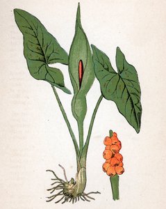 Giglio maculato (Arum maculatum o Chandelle, Mantello della Vergine Maria, Pilette o Vachotte) (testa di serpente, radice dell