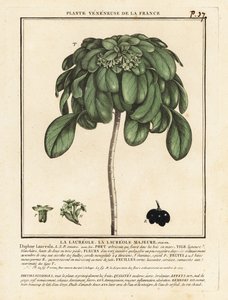 Daphne laureola da Unbekannter Künstler