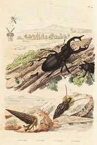 Cervo volante, Lucanus cervus, Cerithium sulcatum e molluschi Rhinoclavis aspera, Cerocoma elateroides e vespa Keroplatus tipuloides