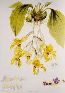 Stanhopea wardii da Unbekannt