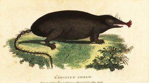 Talpa dal naso stellato, Condylura cristata da Unbekannter Künstler
