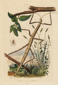 Insetti stecco o fasmidi, Carausius morosus e Clonopsis gallica, e ragno granchio errante, Philodromus aureolus da Unbekannt