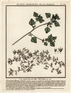 Chenopodio maleodorante, Chenopodium vulvaria