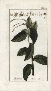 Verbena puzzolente da Unbekannter Künstler