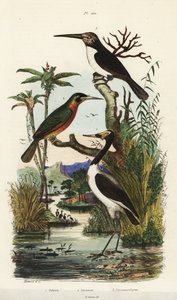 Cicogna, Jabiru mycteria, jacamar dalla coda ruggine, Galbula ruficauda e jacamar tridattilo, Jacamaralcyon tridactyla da Unbekannt