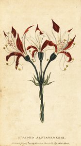 Alstroemeria striata, Alstroemeria ligtu, 1800 da Unbekannter Künstler