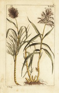 Canna da zucchero, Saccharum officinarum da Unbekannter Künstler