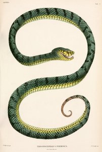Vipera di Sumatra, Indonesia