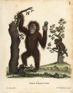 Orangutan di Sumatra, Pongo abelii da Unbekannter Künstler